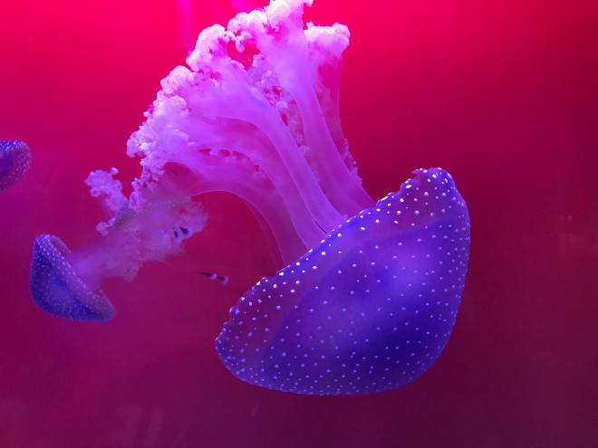 A stylised photograph of a purple squid on a pink backdrop.